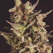 Blueberry Headband X SCBDX cannabis plants in bloom, grown from Feminized seeds – ideal for home cultivation from SuperCBDx