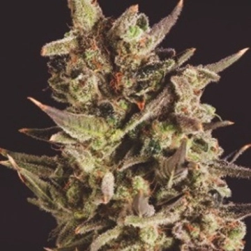 Blueberry Headband X SCBDX cannabis plants in bloom, grown from Feminized seeds – ideal for home cultivation from SuperCBDx