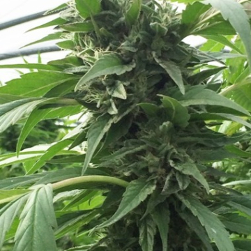 Sweet Tooth X SCBDX cannabis plants in bloom, grown from Feminised seeds – ideal for home cultivation from SuperCBDx