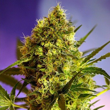 Big Devil #2 cannabis plants in bloom, grown from Automatic seeds – ideal for home cultivation from Sweet Seeds