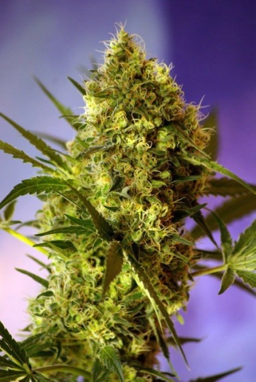 Big Devil FAST Version cannabis plants in bloom, grown from Feminized seeds – ideal for home cultivation from Sweet Seeds