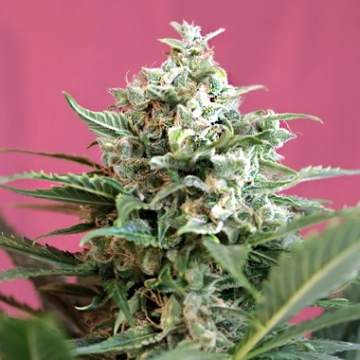 Big Devil XL Auto cannabis plants in bloom, grown from Automatic seeds – ideal for home cultivation from Sweet Seeds