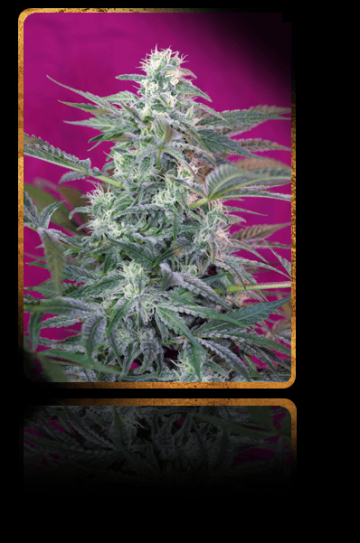 Big Foot cannabis plants in bloom, grown from Feminised seeds – ideal for home cultivation from Sweet Seeds