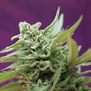 Black Jack Auto cannabis plants in bloom, grown from Automatic seeds – ideal for home cultivation from Sweet Seeds