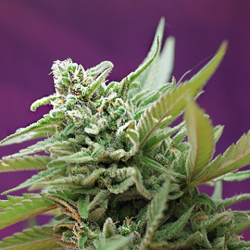 Black Jack Auto cannabis plants in bloom, grown from Automatic seeds – ideal for home cultivation from Sweet Seeds
