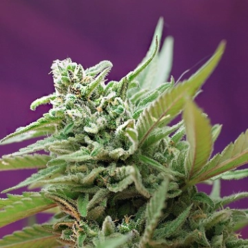 Black Jack Auto cannabis plants in bloom, grown from Automatic seeds – ideal for home cultivation from Sweet Seeds
