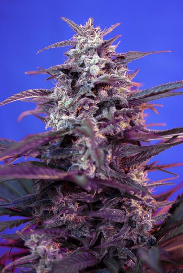 Bloody Skunk Auto cannabis plants in bloom, grown from Automatic seeds – ideal for home cultivation from Sweet Seeds
