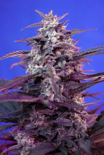Bloody Skunk Auto cannabis plants in bloom, grown from Automatic seeds – ideal for home cultivation from Sweet Seeds