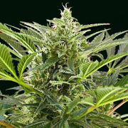 Cream 47 cannabis plants in bloom, grown from Feminised seeds – ideal for home cultivation from Sweet Seeds
