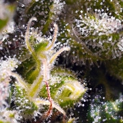 Cream Caramel Auto cannabis plants in bloom, grown from Automatic seeds – ideal for home cultivation from Sweet Seeds