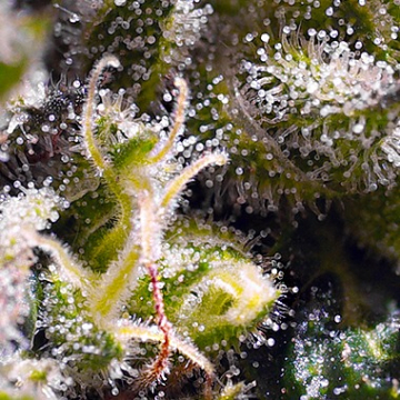 Cream Caramel Auto cannabis plants in bloom, grown from Automatic seeds – ideal for home cultivation from Sweet Seeds