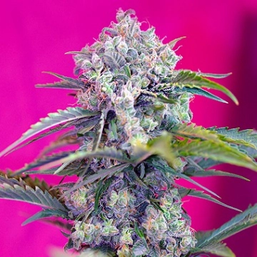 Cream Mandarin Auto cannabis plants in bloom, grown from Automatic seeds – ideal for home cultivation from Sweet Seeds