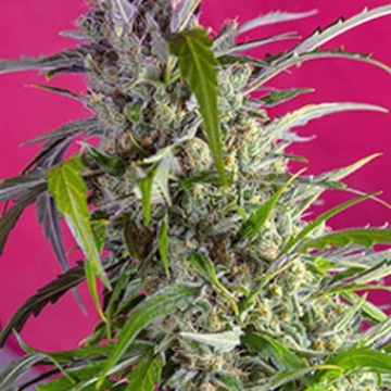 Crystal Candy Auto cannabis plants in bloom, grown from Automatic seeds – ideal for home cultivation from Sweet Seeds