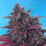 Dark Devil Auto cannabis plants in bloom, grown from Automatic seeds – ideal for home cultivation from Sweet Seeds