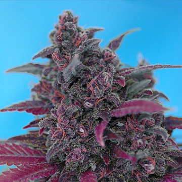 Dark Devil Auto cannabis plants in bloom, grown from Automatic seeds – ideal for home cultivation from Sweet Seeds