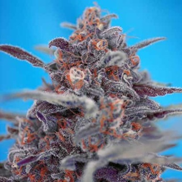 Devil Cream Auto cannabis plants in bloom, grown from Automatic seeds – ideal for home cultivation from Sweet Seeds