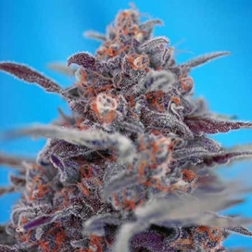 Devil Cream Auto cannabis plants in bloom, grown from Automatic seeds – ideal for home cultivation from Sweet Seeds