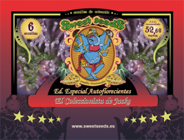 El Colecconista de Jack cannabis plants in bloom, grown from Feminised seeds – ideal for home cultivation from Sweet Seeds