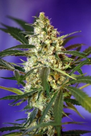 Fast Bud #2 Auto cannabis plants in bloom, grown from Automatic seeds – ideal for home cultivation from Sweet Seeds