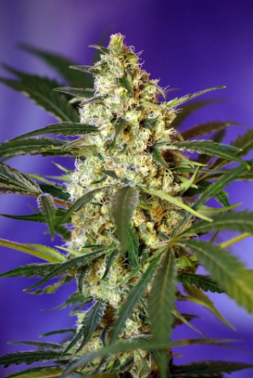 Fast Bud #2 Auto cannabis plants in bloom, grown from Automatic seeds – ideal for home cultivation from Sweet Seeds