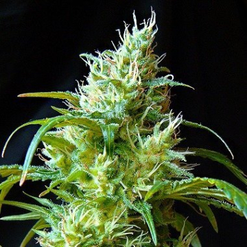 Flash Back #2 cannabis plants in bloom, grown from Feminised seeds – ideal for home cultivation from Sweet Seeds