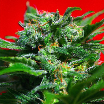 Ganesh Spirit cannabis plants in bloom, grown from Feminised seeds – ideal for home cultivation from Sweet Seeds