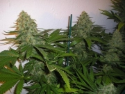 Green Poison cannabis plants in bloom, grown from Feminized seeds – ideal for home cultivation from Sweet Seeds