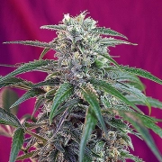 Green Poison Auto cannabis plants in bloom, grown from Automatic seeds – ideal for home cultivation from Sweet Seeds