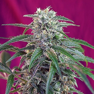 Green Poison Auto cannabis plants in bloom, grown from Automatic seeds – ideal for home cultivation from Sweet Seeds