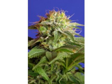 Green Poison FAST Version cannabis plants in bloom, grown from Feminised seeds – ideal for home cultivation from Sweet Seeds