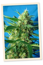 Ice Cool Auto cannabis plants in bloom, grown from Automatic seeds – ideal for home cultivation from Sweet Seeds