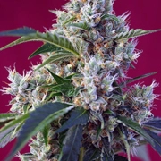 Indigo Berry Kush cannabis plants in bloom, grown from Feminized seeds – ideal for home cultivation from Sweet Seeds