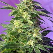 Killer Kush Auto cannabis plants in bloom, grown from Automatic seeds – ideal for home cultivation from Sweet Seeds