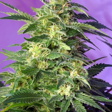 Killer Kush Auto cannabis plants in bloom, grown from Automatic seeds – ideal for home cultivation from Sweet Seeds
