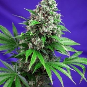 Killer Kush Fast Version cannabis plants in bloom, grown from Feminized seeds – ideal for home cultivation from Sweet Seeds