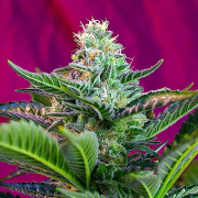 Mohan Ram Auto cannabis plants in bloom, grown from Automatic seeds – ideal for home cultivation from Sweet Seeds