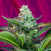 Mohan Ram Auto cannabis plants in bloom, grown from Automatic seeds – ideal for home cultivation from Sweet Seeds