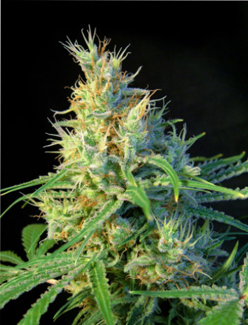 Psicodelicia cannabis plants in bloom, grown from Feminised seeds – ideal for home cultivation from Sweet Seeds