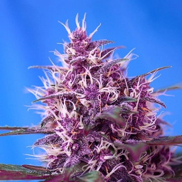 Red Poison Auto cannabis plants in bloom, grown from Automatic seeds – ideal for home cultivation from Sweet Seeds
