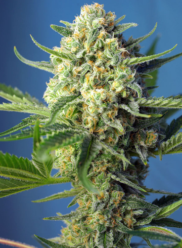 S.A.D. CBD cannabis plants in bloom, grown from Feminised seeds – ideal for home cultivation from Sweet Seeds