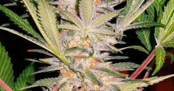 S.A.D. FAST Version cannabis plants in bloom, grown from Feminised seeds – ideal for home cultivation from Sweet Seeds