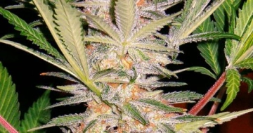 S.A.D. FAST Version cannabis plants in bloom, grown from Feminized seeds – ideal for home cultivation from Sweet Seeds