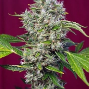 San Fernando Lemon Kush cannabis plants in bloom, grown from Feminized seeds – ideal for home cultivation from Sweet Seeds