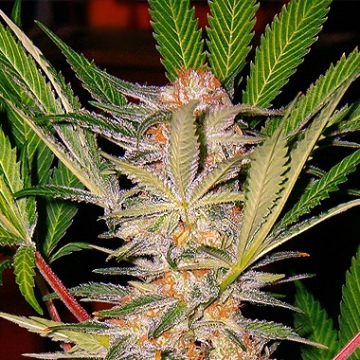 Sweet Afghani Delicious cannabis plants in bloom, grown from Feminized seeds – ideal for home cultivation from Sweet Seeds