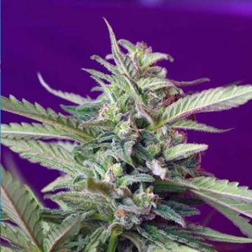 Sweet Afghani Delicious (S.A.D) Auto cannabis plants in bloom, grown from Automatic seeds – ideal for home cultivation from Sweet Seeds