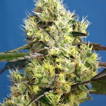 Sweet Gelato Auto cannabis plants in bloom, grown from Automatic seeds – ideal for home cultivation from Sweet Seeds