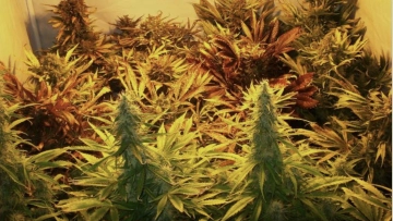 Sweet Mix Auto cannabis plants in bloom, grown from Automatic seeds – ideal for home cultivation from Sweet Seeds