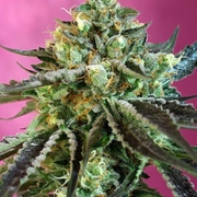 Sweet Nurse Auto CBD cannabis plants in bloom, grown from Automatic seeds – ideal for home cultivation from Sweet Seeds