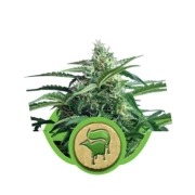 Sweet Skunk Auto cannabis plants in bloom, grown from Automatic seeds – ideal for home cultivation from Sweet Seeds