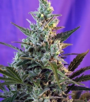 Sweet Skunk FAST Version cannabis plants in bloom, grown from Feminized seeds – ideal for home cultivation from Sweet Seeds